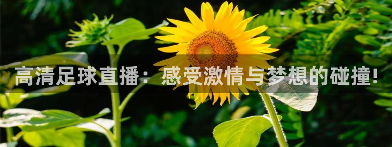 高清足球直播：感受激情与梦想的碰撞!